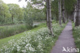 White Poplar (Populus alba)