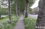 White Poplar (Populus alba)