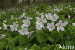 Witte klaverzuring (Oxalis acetosella)