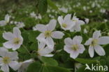 Wood-sorrel (Oxalis acetosella)