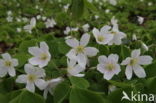 Wood-sorrel (Oxalis acetosella)