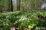 Witte klaverzuring (Oxalis acetosella)