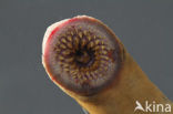 Sea Lamprey (Petromyzon marinus)