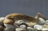 Sea Lamprey (Petromyzon marinus)