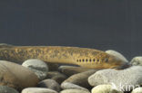 Sea Lamprey (Petromyzon marinus)