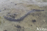 Sea Lamprey (Petromyzon marinus)