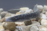 Sea Lamprey (Petromyzon marinus)