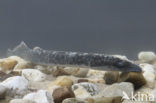 Sea Lamprey (Petromyzon marinus)