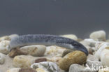 Sea Lamprey (Petromyzon marinus)