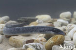 Sea Lamprey (Petromyzon marinus)