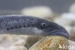 Sea Lamprey (Petromyzon marinus)