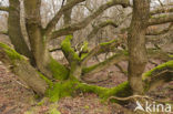 Zomereik (Quercus robur)