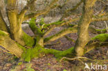 Zomereik (Quercus robur)