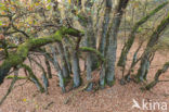 Zomereik (Quercus robur)