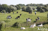 Zwartbonte koe (Bos domesticus)