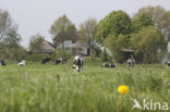 Zwartbonte koe (Bos domesticus)