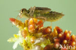 Zwarte heidelibel (Sympetrum danae)