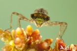 Zwarte heidelibel (Sympetrum danae)