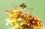 Zwarte heidelibel (Sympetrum danae)