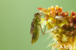 Zwarte heidelibel (Sympetrum danae)