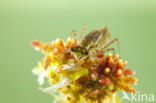 Zwarte heidelibel (Sympetrum danae)