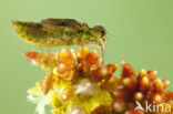 Zwarte heidelibel (Sympetrum danae)