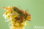 Zwarte heidelibel (Sympetrum danae)