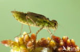 Zwarte heidelibel (Sympetrum danae)