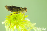 Zwarte heidelibel (Sympetrum danae)