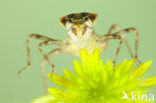 Zwarte heidelibel (Sympetrum danae)