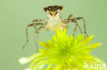 Zwarte heidelibel (Sympetrum danae)