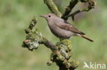 Black Redstart (Phoenicurus ochruros)