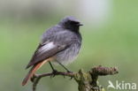 Black Redstart (Phoenicurus ochruros)