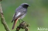 Black Redstart (Phoenicurus ochruros)