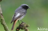 Black Redstart (Phoenicurus ochruros)