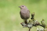 Black Redstart (Phoenicurus ochruros)