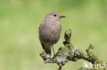 Black Redstart (Phoenicurus ochruros)