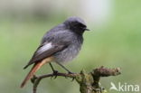 Black Redstart (Phoenicurus ochruros)