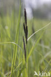 Zwarte zegge (Carex nigra)