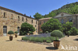 Abbaye Sainte-Marie de Fontfroide