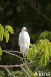 Amerikaanse Kleine Zilverreiger (Egretta thula)