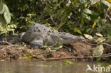 American Crocodile (Crocodylus acutus acutus) 