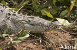 American Crocodile (Crocodylus acutus acutus) 