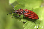 Anostirus purpureus