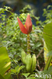 Banana (Musa spec)