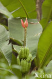 Banana (Musa spec)