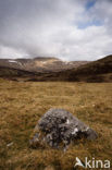 Ben Lawers