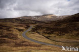 Ben Lawers