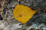 Birch (Betula)