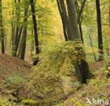 Beech (Fagus sylvatica)